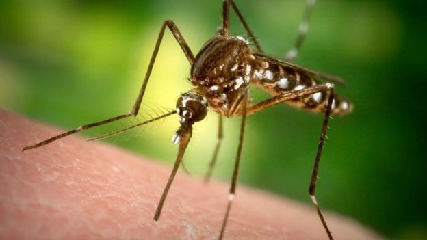 750 milyon mutant sivrisinek doğaya salınacak 