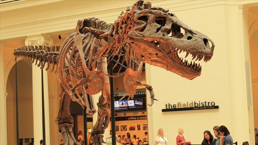67 milyon yıllık T-Rex iskeletine 27.5 milyon dolar
