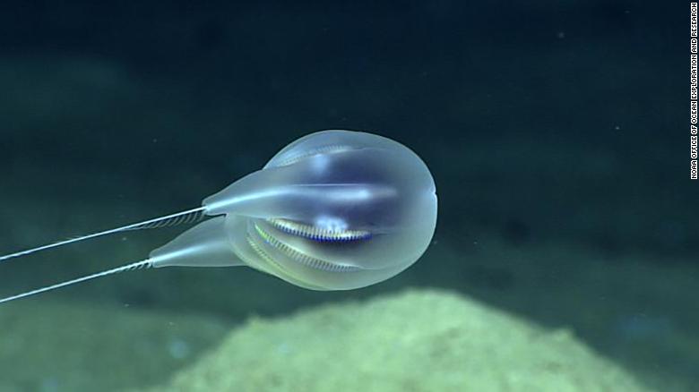 Yeni bir deniz anası türü bulundu