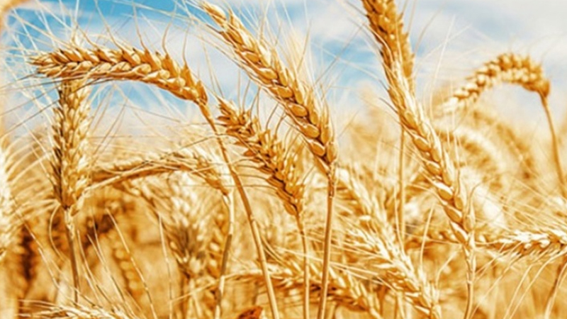 Buğday fiyatı 2012’den beri en yüksek seviyede