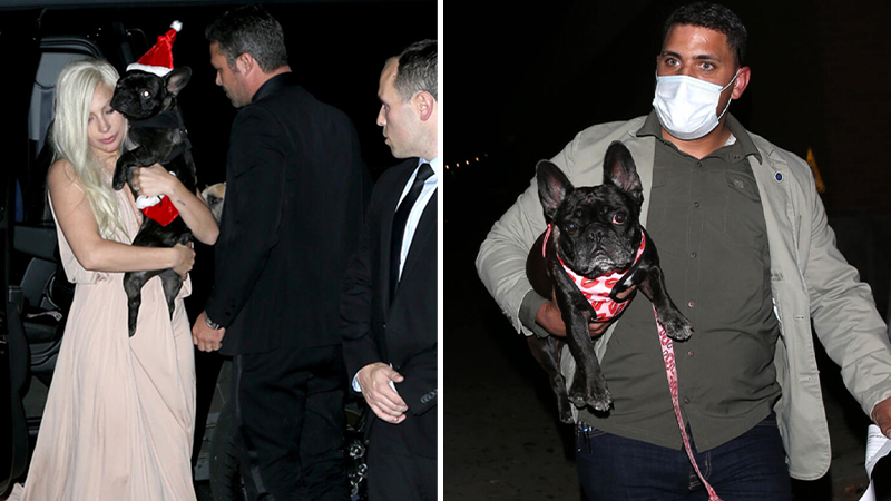 “Suç tarihi”nin en tuhaf suçu: Lady Gaga’nın köpekleri kaçırıldı