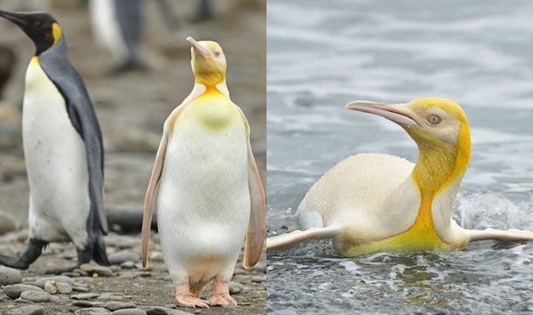 Dünyada ilk kez sarı penguen görüntülendi