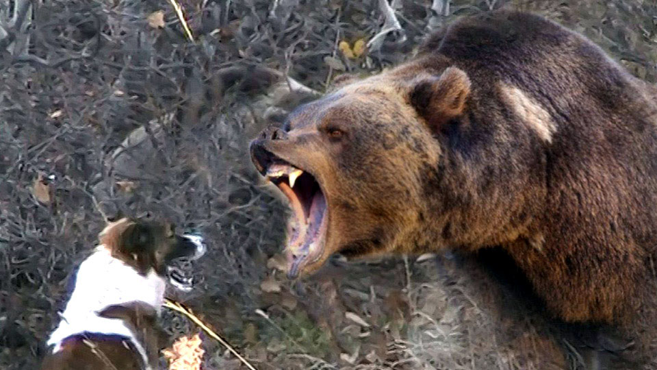 Danıştay’dan ayı saldırısı kararı: Devlet kusurlu