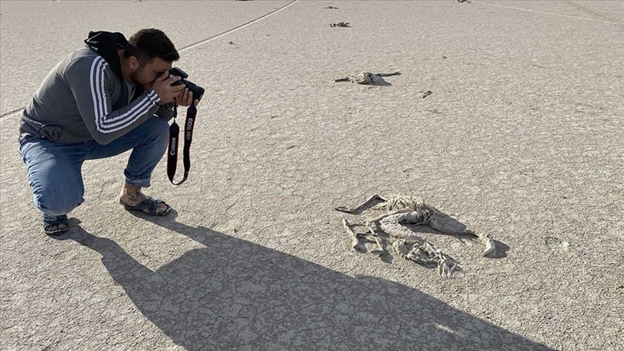 Bakan itiraf etti: Bin kadar flamingo susuzluktan öldü