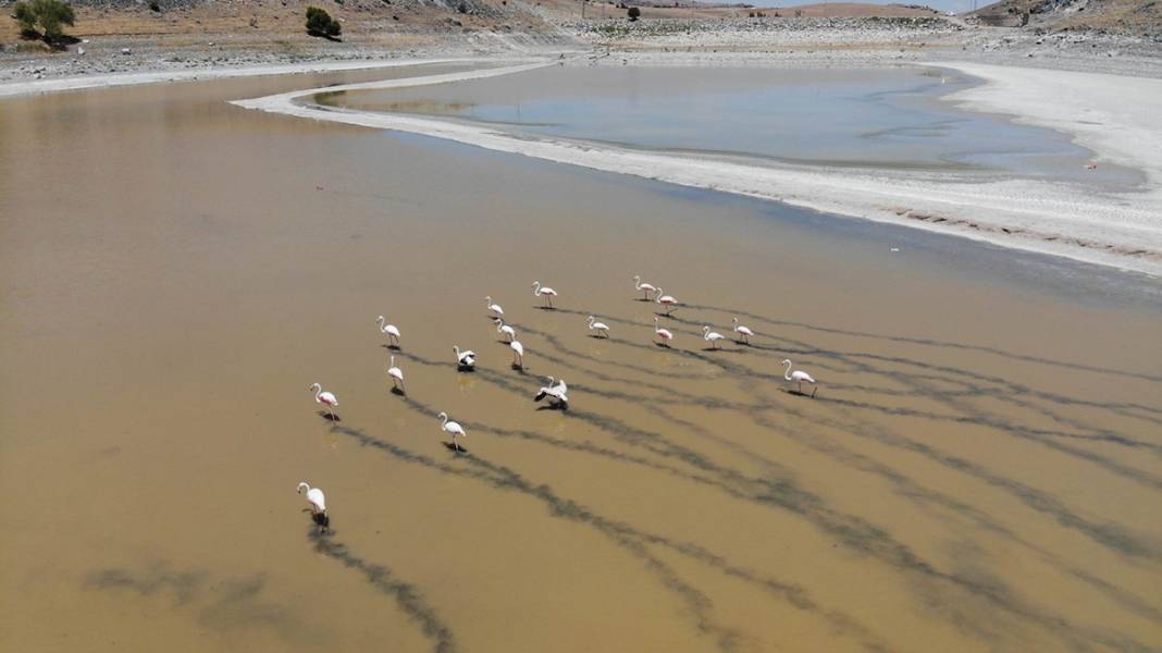 Bir gölet daha kuruyor, flamingolar zorda