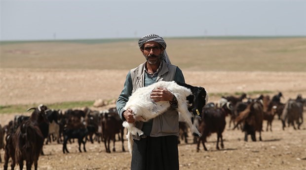 Kuraklık Doğu Anadolu’yu vurdu, hayvancılıkla uğraşanlar ot bulamıyor