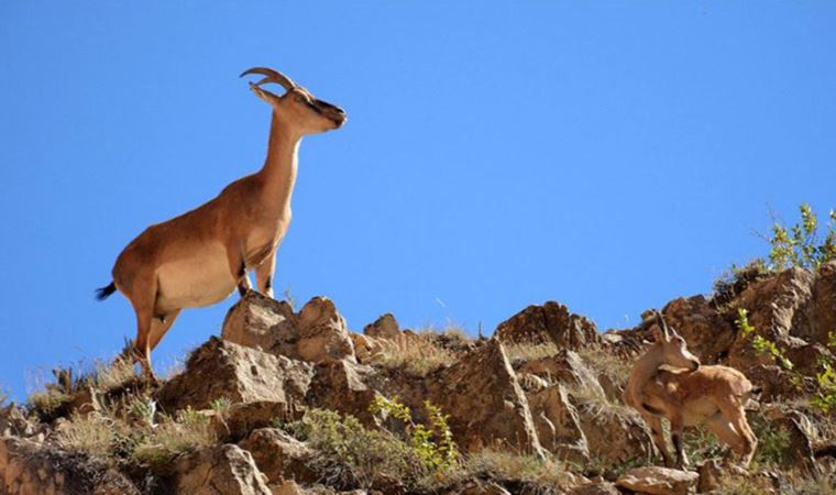 Kaçak avcılar drone'la yakalandı, dağ keçileri kurtuldu