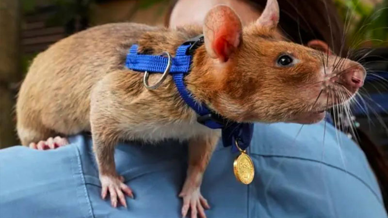 Dünyanın en kahraman, en çok insan hayatı kurtaran faresi
