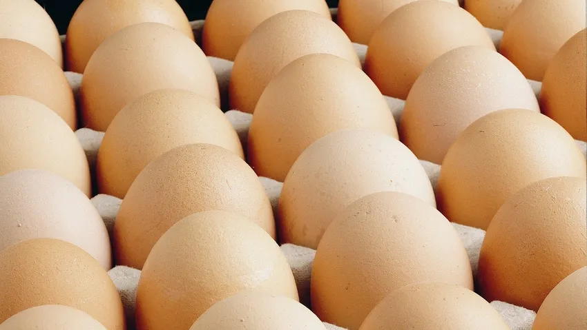 Yumurta üreticilerine soruşturma