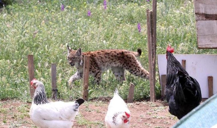 Doğa Koruma ekibinin iğneyle vurduğu iki yaşındaki vaşak öldü