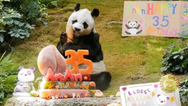 Dünyanın en yaşlı ve en uzun süredir tutsak pandası An An öldü