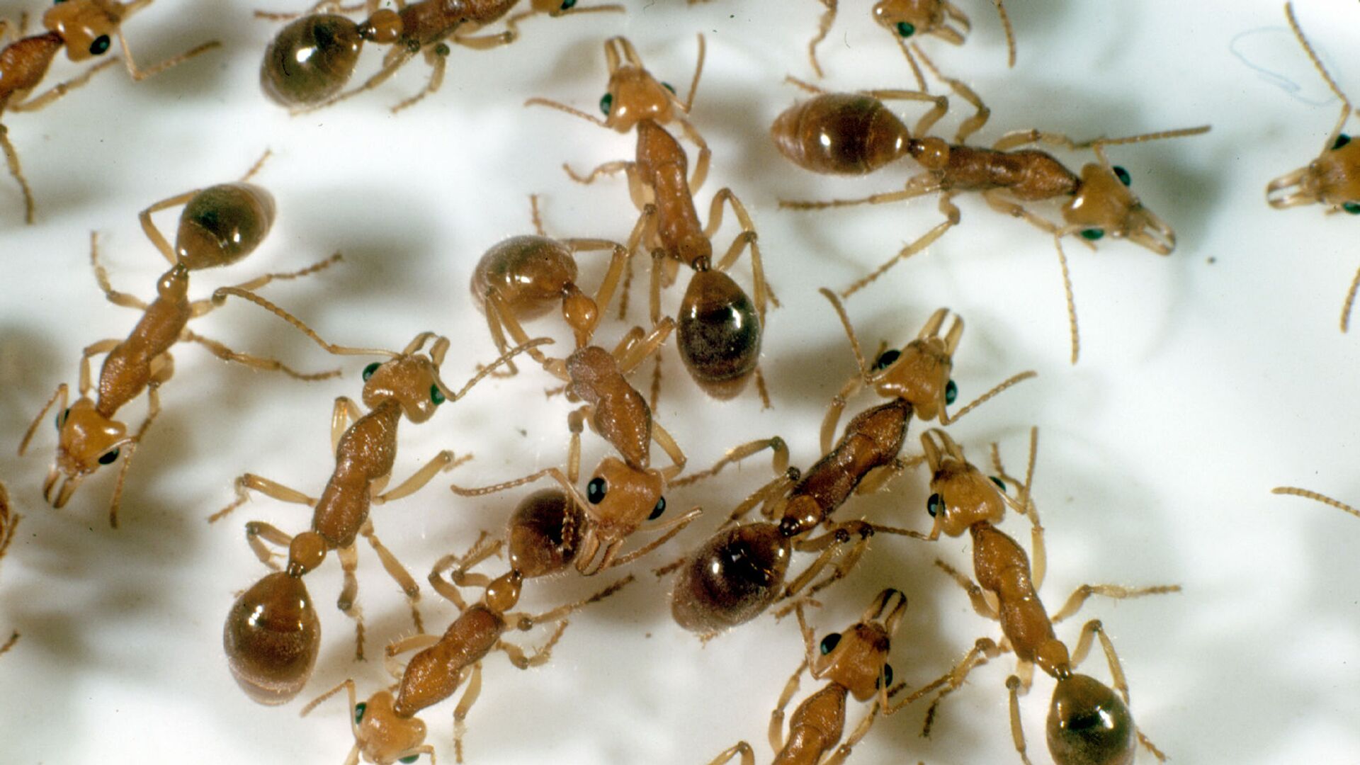 Sizce dünyada kaç tane karınca var? Anlaşılan çok ama çok fazla…