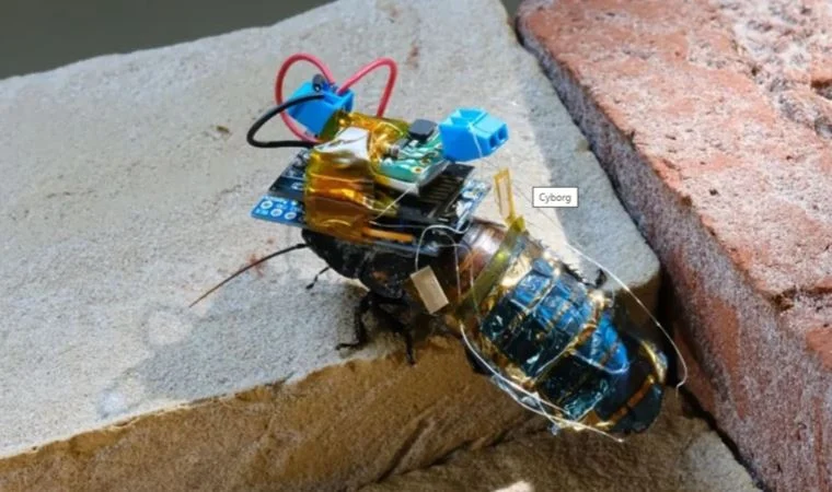 Japonlar hamam böceğini robot yapmaya uğraşıyor