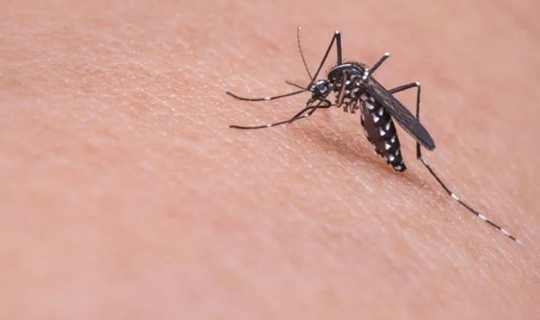 Prof. Kadıoğlu: En tehlikeli hayvan sivrisinekler artıyor