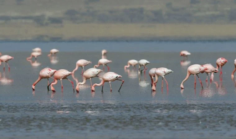 Tuz Gölü kurtuldu, 10 bin flamingo yavrusu yumurtadan çıktı