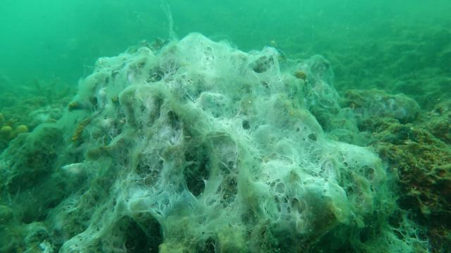 Marmara’da müsilaj yok olmadı, deniz tabanına çöktü