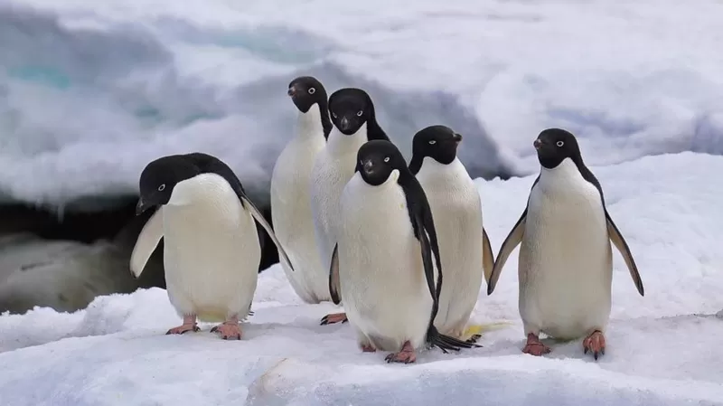 Antarktika’da buzullarda rekor erime