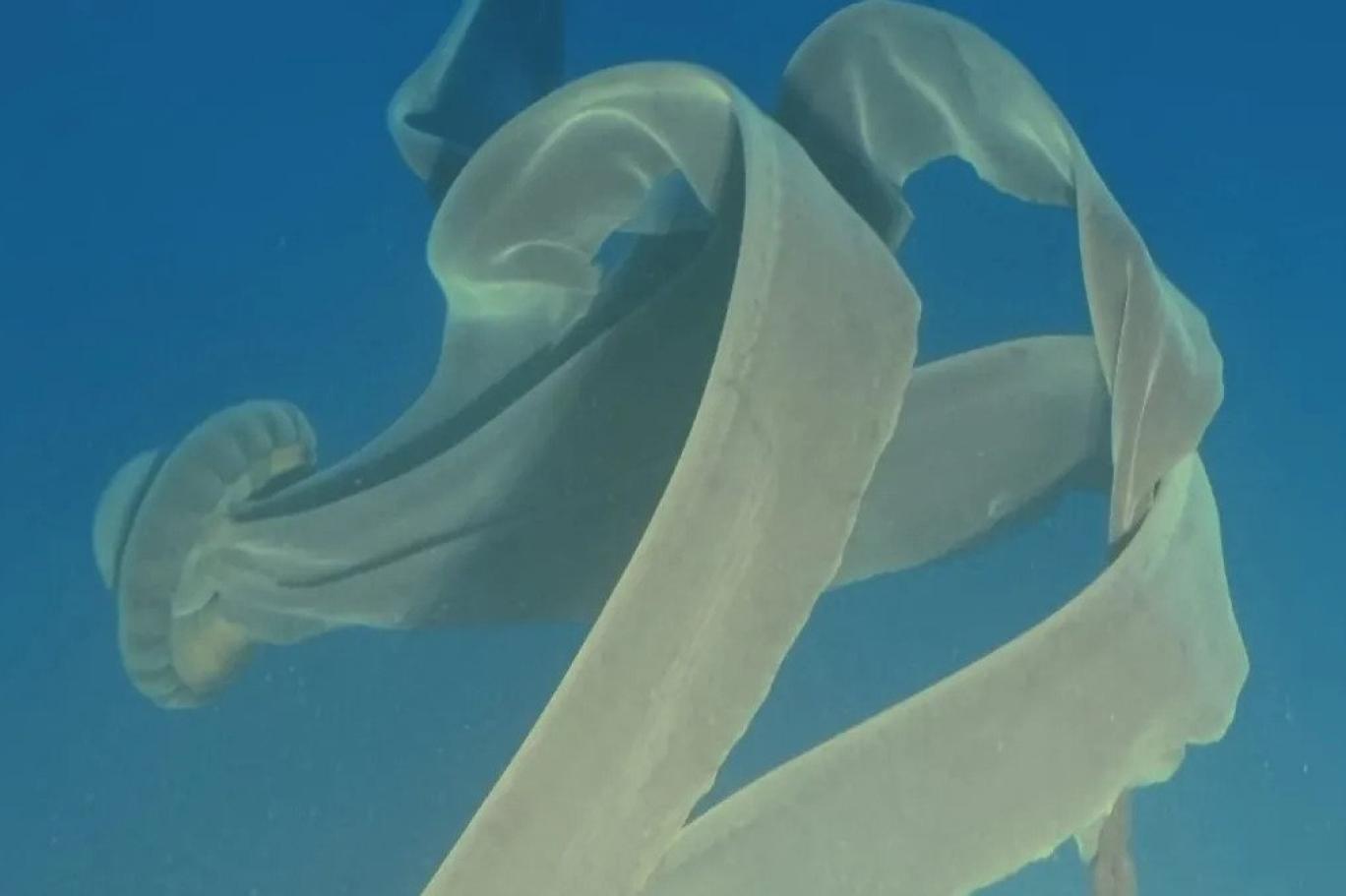 10 metre uzunluğunda dev deniz anası kameralara yakalandı
