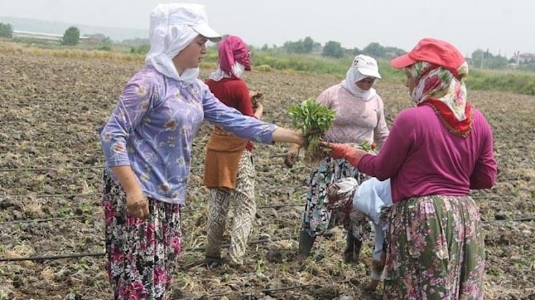 Mevsimlik tarım işçisinin günlük ücreti 238 lira oldu