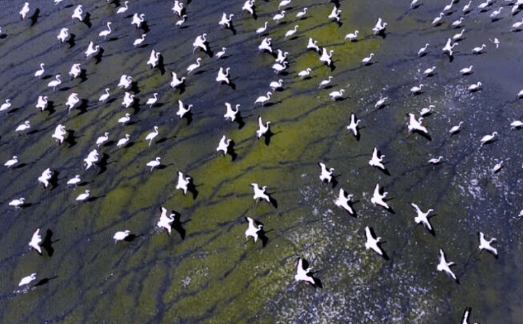 Çanakkale'de sulak alanlar kurudu, kuşlar bölgeyi terk etti