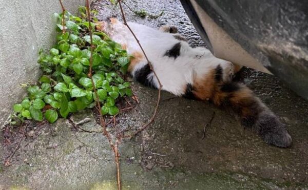 Hayvanseverler ayakta: İstanbul’da kedi katliamları