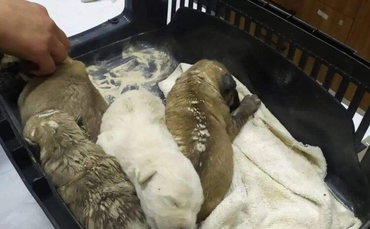 Özel şirket yavru köpeklerin üzerine beton döktü, üç köpek öldü