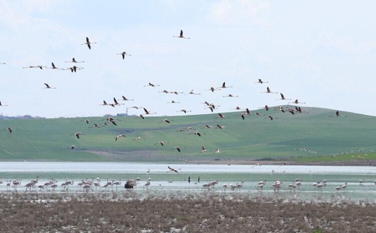 Flamingoların gözdesi artık vatandaşların da uğrak noktası oldu