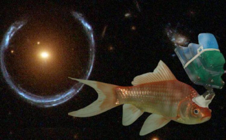 10'ca bilim arasından: Karanlık maddeden cyborg Japon balığına haftanın 10 bilim haberi