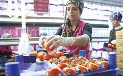 Rusya’ya domates ihracatında kota yarım milyon tona çıkartıldı
