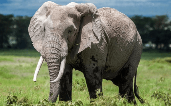 Filler kendi kendilerini evcilleştirmiş olabilir