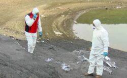 Arnavutköy'de baraja kimyasal karıştı: Koyunların ayakları yara oluyor