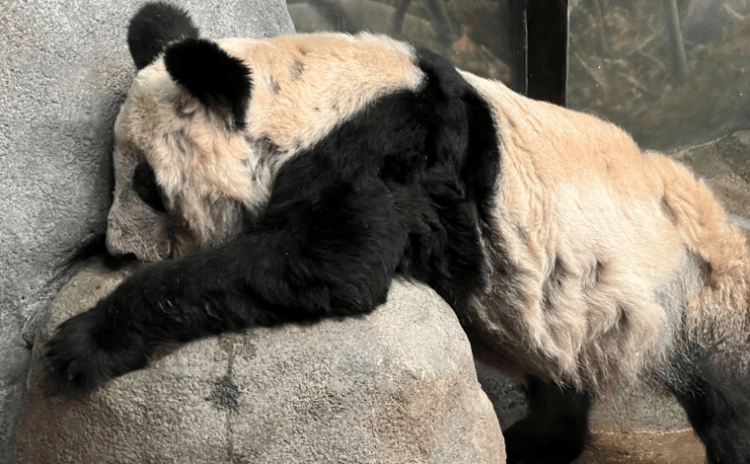 Çinlilerden 'panda diplomasisi'ne isyan: Ya Ya yuvasına dönüyor