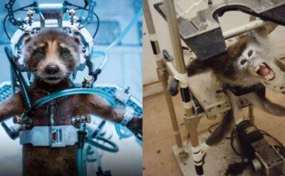 Galaksinin Koruyucuları 3: ‘Bir hayvan hakları başyapıtı’