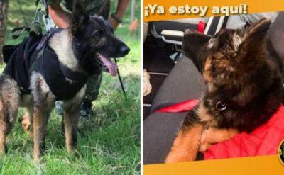 Türkiye unutmadı: Proteo’nun anısına gönderilen yavru köpek Meksika’da