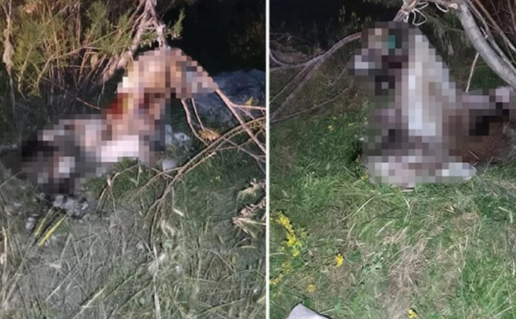 17 köpek ağaca asıldı: Cezaların caydırıcılığı yeniden gündemde