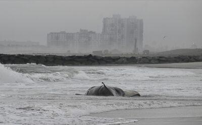 ABD’de zehirli yosun felaketi: Yüzlerce balina ve deniz aslanının ölümüne sebep oldu