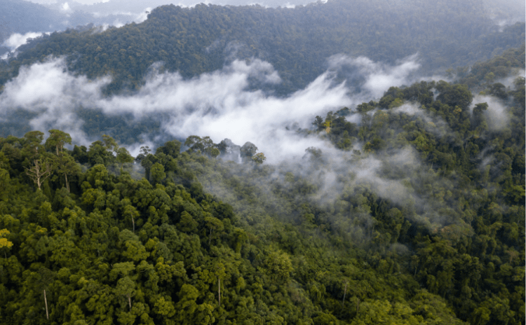 Amazonlar tehlikede: Uyuşturucu mafyaları mesken belledi