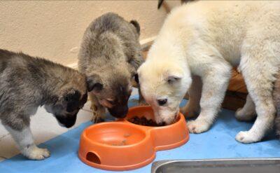 74 ton gıda atığını hayvansal proteine dönüştürdü