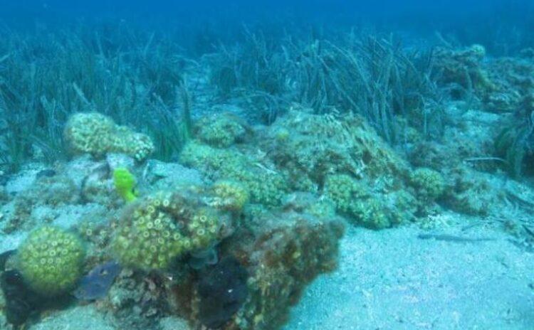 Avcılık ve iklim değişikliği Türkiye’deki tek mercan resifini tehdit ediyor