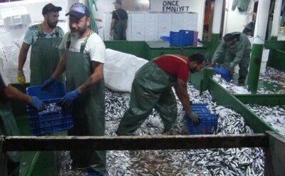 İddia: Müsilaj, Marmara’daki 64 balık türünü 4’e düşürdü