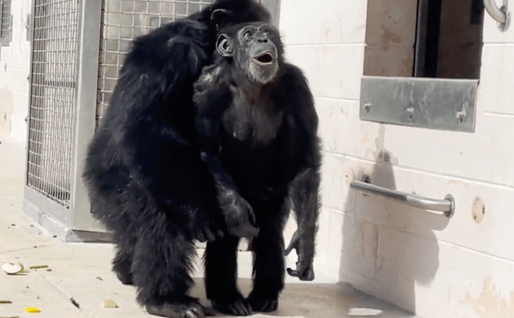 Kafeste geçen 28 yıl: Şempanze Vanilla ilk kez gökyüzünü gördü