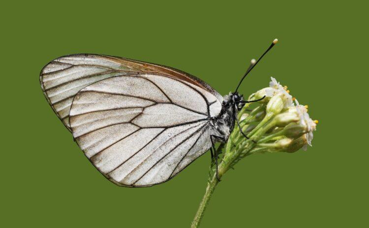 100 yıl önce soyu tükenen kelebek gizemli şekilde geri döndü