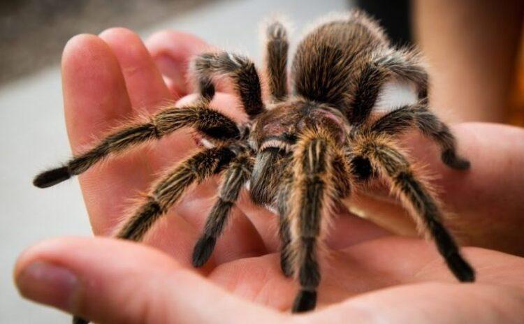 Bir o eksikti: Şimdi de tarantula örümceği kaçakçılığı