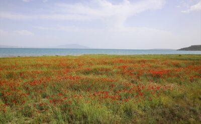 Instagram’cılar koşun, Van’da dev gelincik tarlaları var!