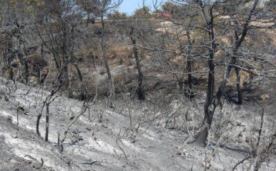 Çanakkale’de 52 saat süren yangının ardından yeşil griye döndü: ‘Kabus gibiydi’
