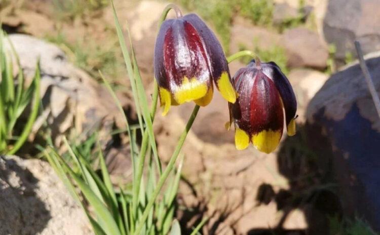 Elazığ'da yeni bir ters lale türü keşfedildi