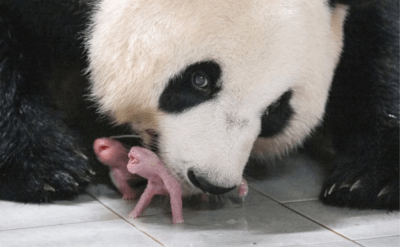 Panda Ai Bao, Güney Kore’de ikiz panda dünyaya getirdi