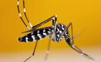 Bir Aedes sineğimiz eksikti, o da oldu