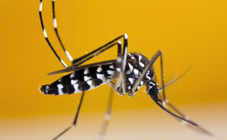 Saksınızda bile ürüyor! Aedes türü sivrisinek 3 yılda tüm İstanbul’a yayıldı, İBB nasıl mücadele ediyor? En büyük üreme alanı o mahallede