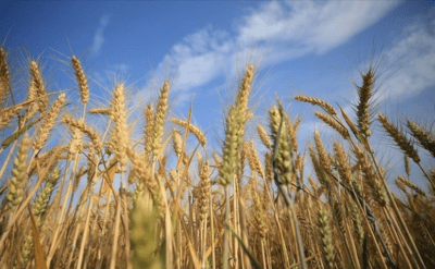 Üretim arttı, buğday fiyatları üç yılın dip seviyesine geriledi